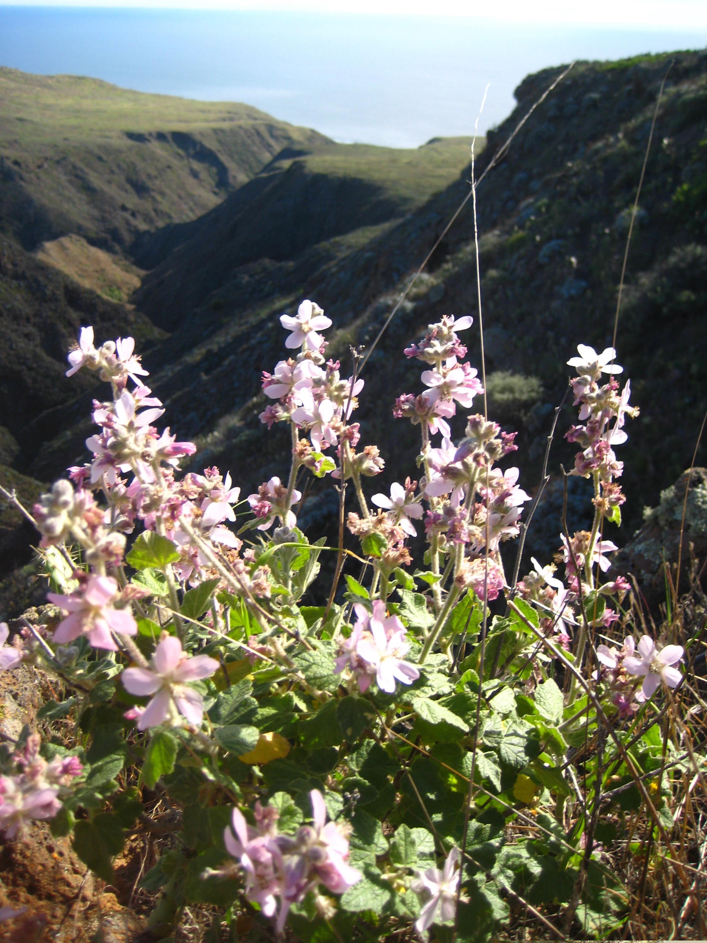 This is an image of San Clemente Island bush-mallow.